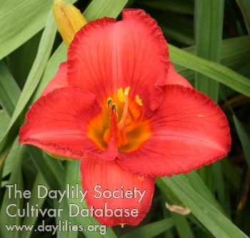 Daylily Hermitage Max Planck